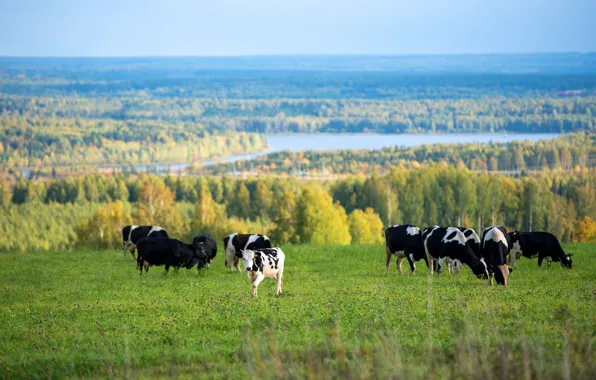 Картинка поле, осень, лес, река, коровы, пастбище, стадо коров