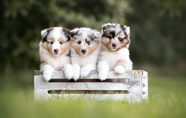 Картинка собаки, трава, щенки, ящик, трио, троица