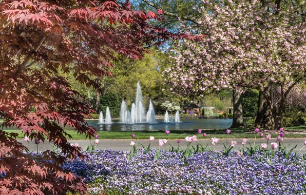 Картинка деревья, цветы, парк, весна, фонтан