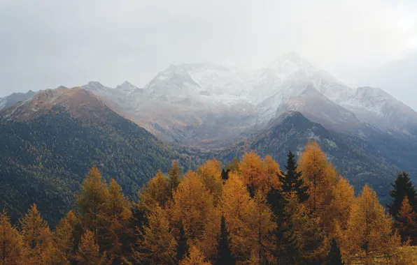 Картинка осень, лес, небо, деревья, горы, природа, пасмурно, скалы, дымка