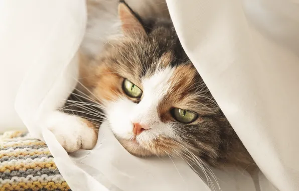 Картинка кошка, взгляд, мордочка, котейка, Ирина Мороз