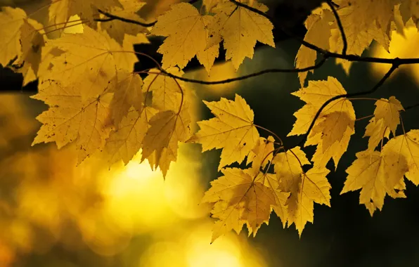 Картинка осень, свет, ветки, природа, желтые, клён, кленовые, боке, зернистость, осенние листья
