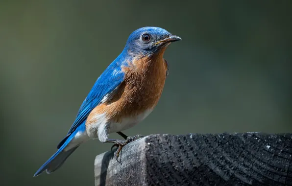 Картинка природа, птица, Bluebird