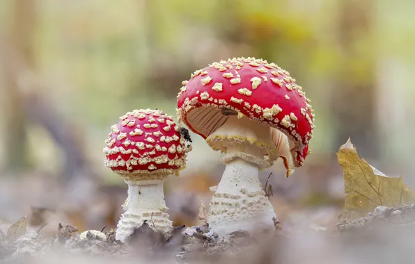 Картинка грибы, мухоморы, парочка, светлый фон