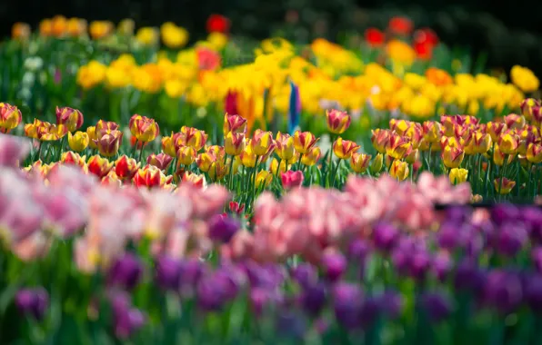 Картинка цветы, яркие, весна, желтые, тюльпаны, розовые, клумба, много, разные, боке, двухцветные