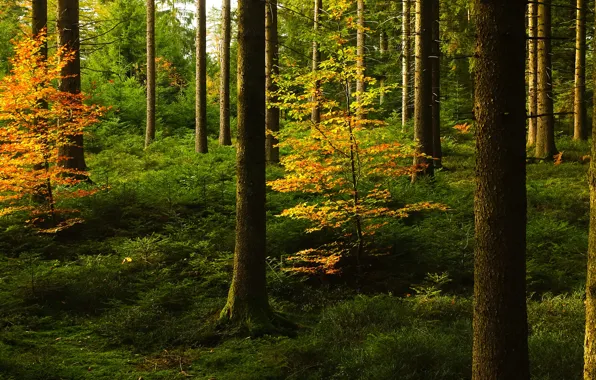 Картинка осень, лес, стволы