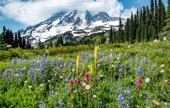 Картинка деревья, цветы, гора, луг, Mount Rainier National Park, Национальный парк Маунт-Рейнир, Mount Rainier, Каскадные горы, …
