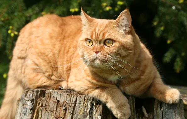 Картинка кошка, кот, природа, поза, пень, рыжий, лежит, мордаха, персидский