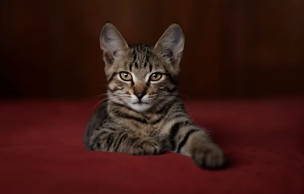 Картинка кошка, взгляд, поза, темный фон, котенок, серый, мордочка, лежит, полосатый, фотостудия