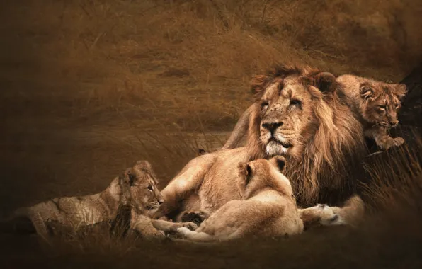 Картинка поле, трава, морда, поза, отдых, лев, семья, отец, три, малыши, львы, львята, львенок, львёнок, семейство, …