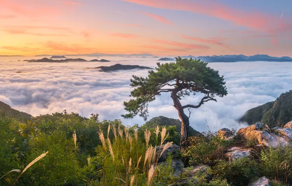 Картинка осень, облака, пейзаж, горы, природа, туман, дерево, скалы, утро, травы, сосна, Южная Корея