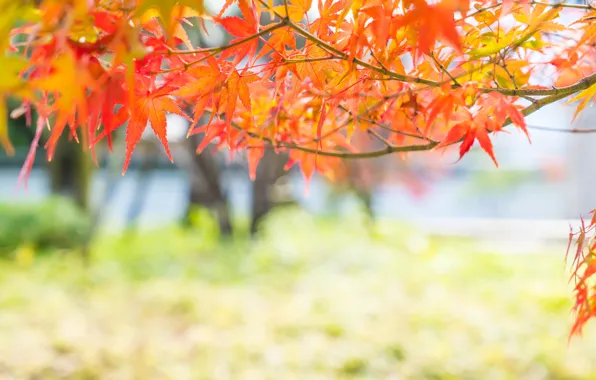 Картинка осень, листья, colorful, клен, autumn, leaves, осенние, maple