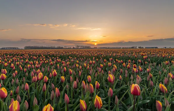Картинка небо, закат, цветы, рассвет, весна, тюльпаны, много, плантация, двухцветные, тюльпановое поле