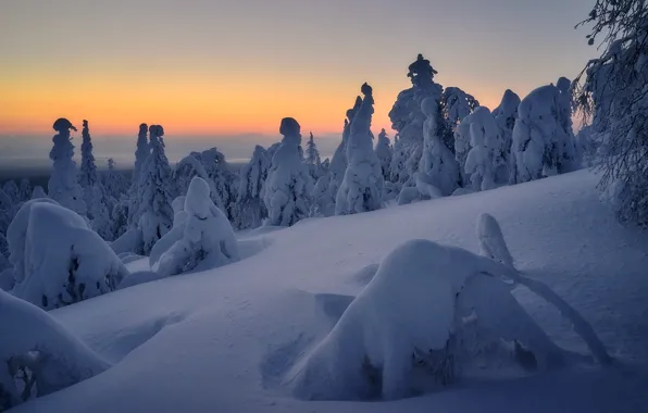 Картинка зима, снег, пейзаж, природа, утро, ели, Сергей Межин