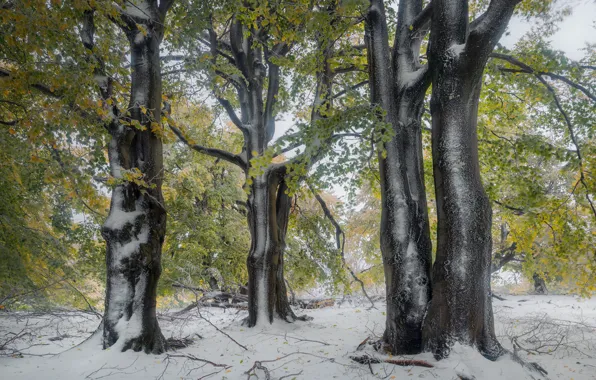 Картинка осень, лес, снег, деревья, ветки, природа, туман, парк, стволы, листва, утро, первый, поздняя осень