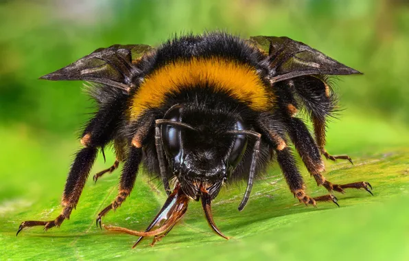 Картинка макро, пчела, насекомое, шмель