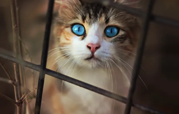 Картинка кошка, кот, взгляд, темный фон, котенок, сетка, забор, портрет, прутья, котёнок, голубые глаза