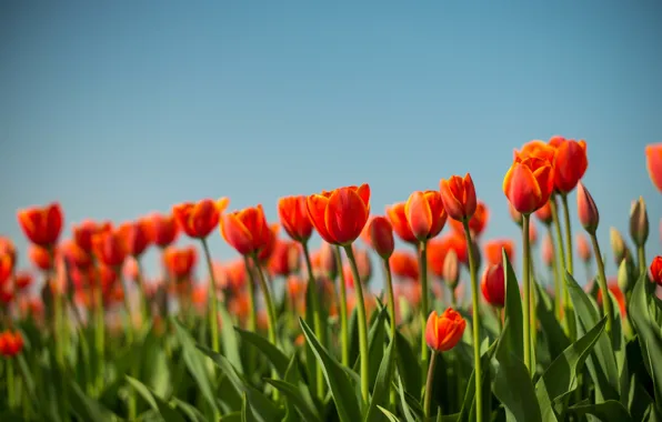 Картинка поле, весна, луг, тюльпаны, Нидерланды