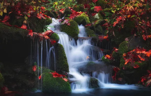 Картинка осень, листья, водопад, мох