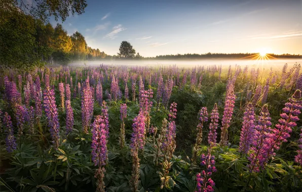 Картинка поле, лес, небо, солнце, цветы, туман, рассвет, утро, розовые, люпины