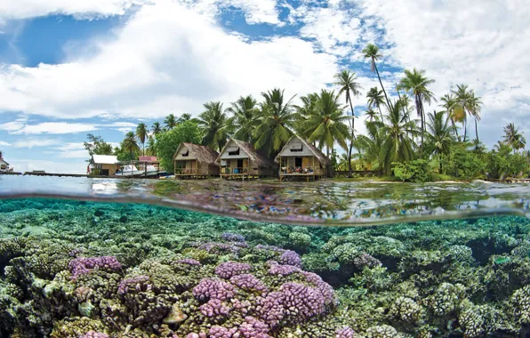 Картинка пальмы, прозрачная вода, кораллы, курорт, погружение, Таити, бунгало с соломенной крышей