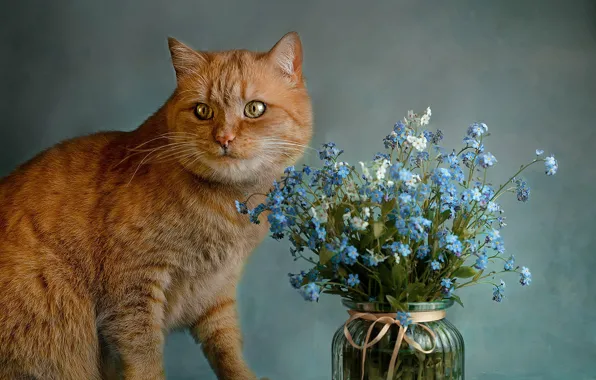 Картинка кошка, кот, взгляд, морда, цветы, поза, рыжий, натюрморт, незабудки