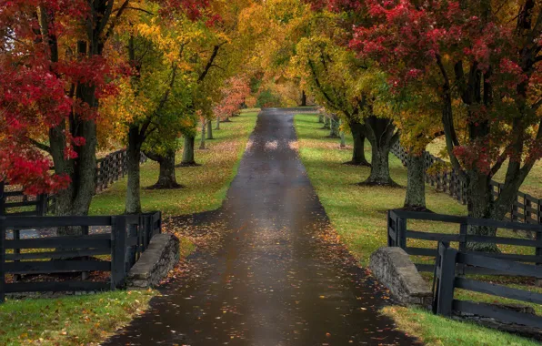 Картинка дорога, осень, деревья, забор, аллея, Кентукки