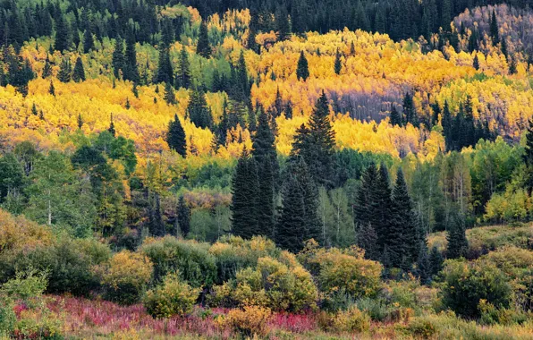 Картинка осень, лес, деревья, горы, заросли, вид, желтые, ели, склон, холм, разные, хвойные, краски осени, кустарники, …