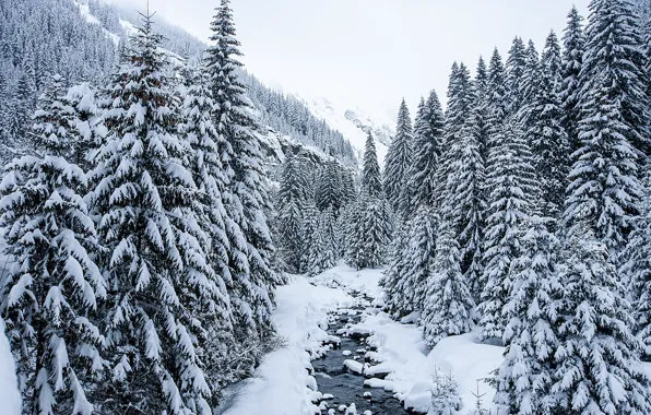 Картинка зима, снег, деревья, пейзаж, елки, river, landscape, winter, snow, fir trees