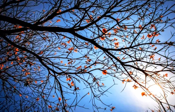 Картинка рендеринг, ветви, голубой фон, последние листья, безоблачное небо, вечернее солнце, кружева осени, осенняя ветка, осенний …