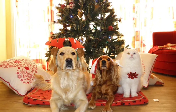 Картинка собаки, кот, взгляд, кошки, комната, елка, мило, рождество, собака, Новый Год, подушка, christmas, new year, …