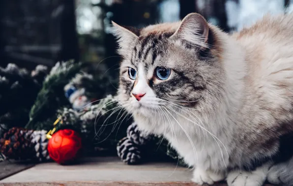 Картинка кошка, кот, взгляд, поза, портрет, Рождество, Новый год, голубые глаза, мордашка, новогодние украшения, рэгдолл