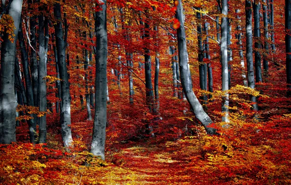 Картинка осень, лес, листья, деревья, ветки, парк, листва, красные, краски осени, осенние