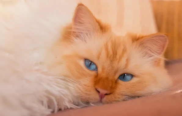 Картинка кошка, кот, взгляд, поза, портрет, пушистый, рыжий, лежит, голубые глаза, мордашка