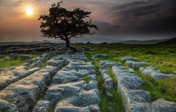 Картинка камни, дерево, Англия, Yorkshire Dales