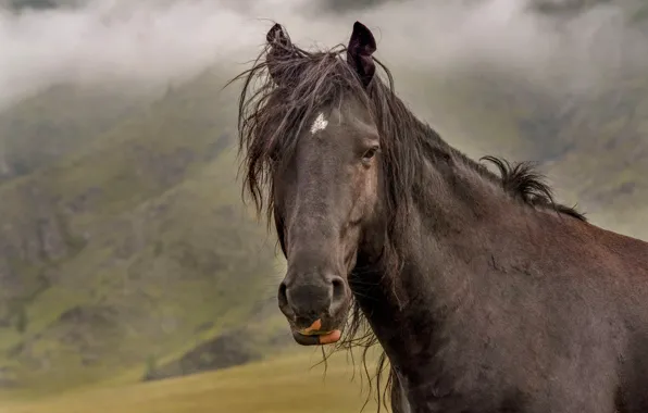 Картинка взгляд, морда, горы, природа, туман, конь, лошадь, портрет, коричневый, челка