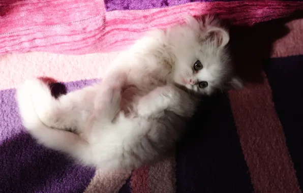 Картинка кошка, белый, взгляд, свет, поза, котенок, фон, сиреневый, розовый, пушистый, малыш, покрывало, мордочка, постель, милый, …
