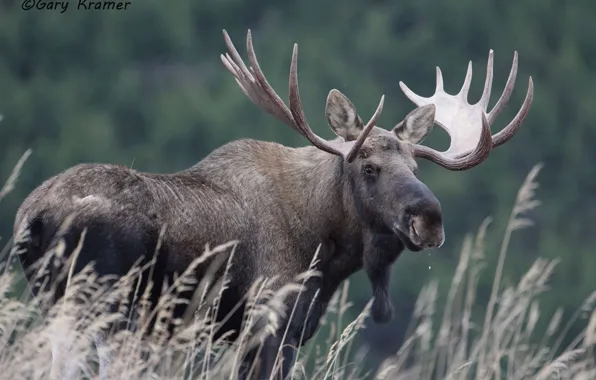 Картинка big, canada, animal, deer, wildlife, moose