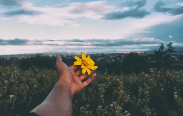 Картинка цветок, природа, рука