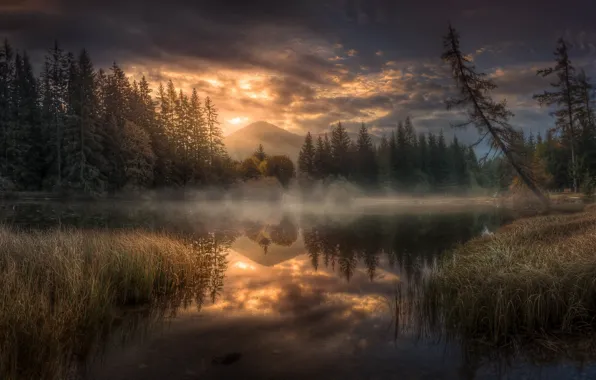 Картинка лес, закат, туман, озеро