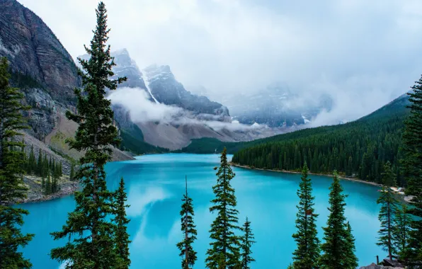 Картинка лес, горы, озеро, берег, ели, Канада, Альберта