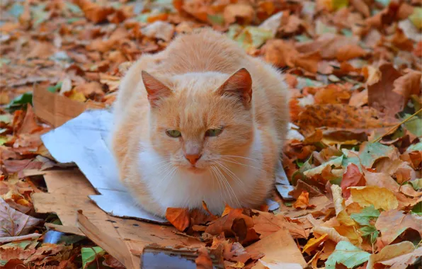 Картинка Кошка, Осень, Fall, Листва, Autumn, Cat, Leaves