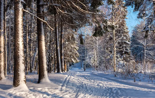 Картинка зима, дорога, лес, снег, пейзаж, природа, красота, тропа