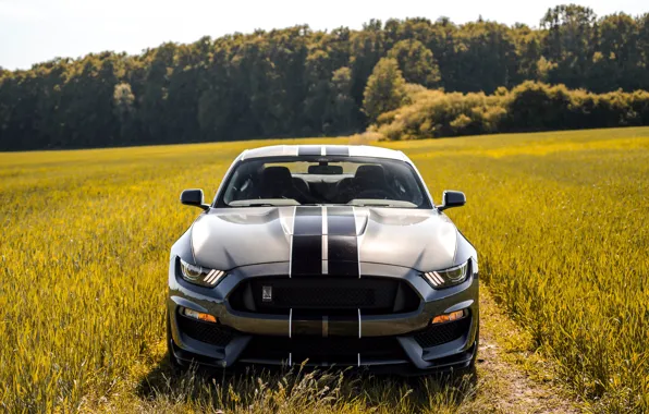 Картинка Mustang, Ford, Shelby, Форд, Мустанг, GT350, Ford Mustang Shelby GT350