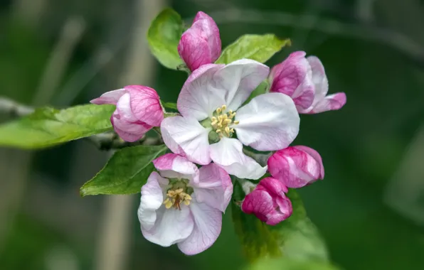 Картинка весна, цветение, яблоневый цвет
