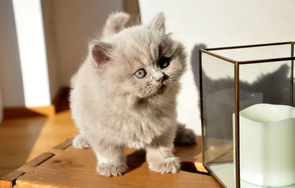 Картинка кошка, взгляд, стекло, свет, котенок, серый, стена, малыш, мордочка, светильник, ящик, помещение