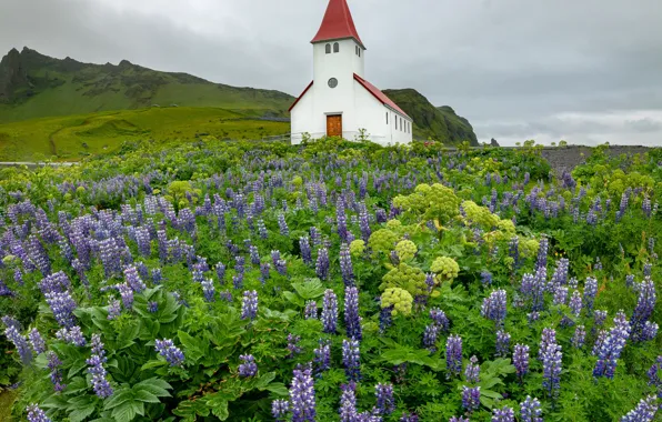 Картинка цветы, деревня, холм, луг, церковь, Исландия, много, сиреневые, люпины, Вик