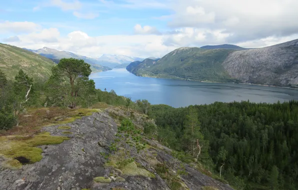 Картинка горы, камни, мох, сосны, Fjord