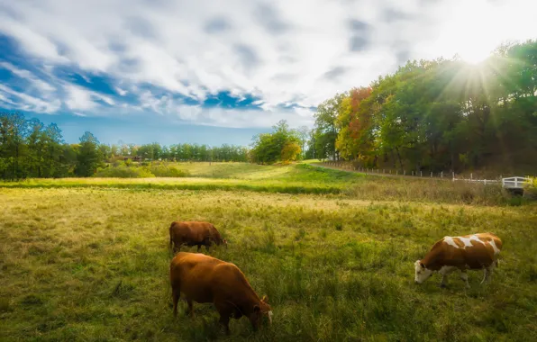 Картинка поле, осень, лес, небо, трава, солнце, облака, природа, синева, коровы, пастбище, три коровы
