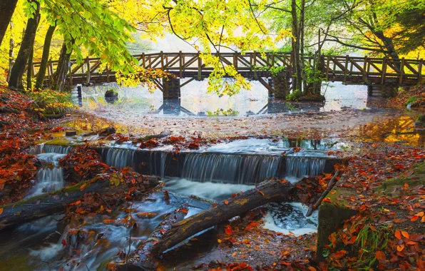 Картинка осень, листья, деревья, ветки, мост, природа, туман, течение, листва, водопад, утро, канал, речка, листопад, водоем, …